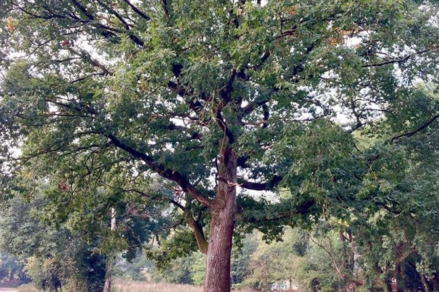 Bericht Een boom opzetten met TreeCollective bekijken